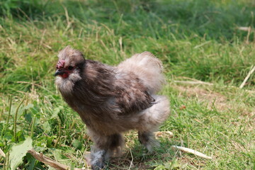 Free range chicken
