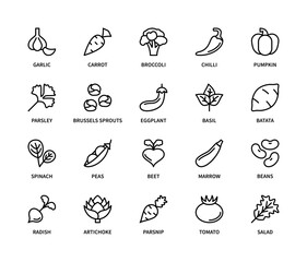 Vegetables and their names related vector linear icons set. Contains such icons as garlic, carrot, broccoli, chilli, pumpkin, parsley, basil, batata, spinach, peas, beet, marrow, beans and more.