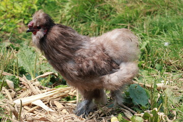 Chicken in Grass