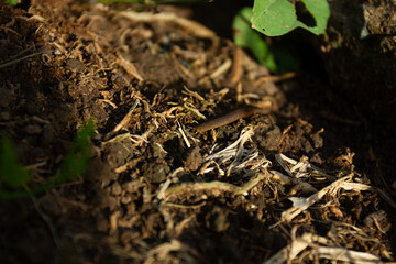 Close-up texture of rich, organic soil in a garden. Concept of agriculture, gardening, and the environment