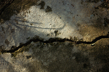 Abstract texture of a crack in old concrete with the shadow of plant leaves. Concept of time and decay