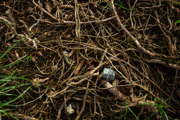 Close-up texture of a network of tree roots on the ground. Concept of nature, life, and connection