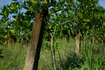 An overgrown tropical garden with trees and green grass under the sunlight. Natural background