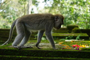macaque