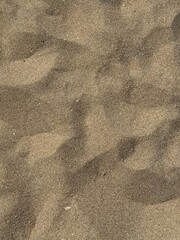 sand texture background, sea or ocean beach with shells