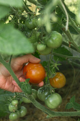 Human hands picking a ripe dark brown or burgundy tomato from a branch. The tomato is round and smooth. The image focuses on the harvesting process, demonstrating the ripeness of the fruit.