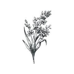 Hand Drawn Botanical Sketch of Wild Grasses and Seed Pods