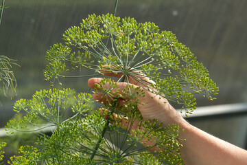 A horizontal photograph of a person's hand holding a blooming dill umbrella. Dill inflorescences...