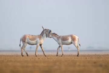 Asiatic Wildass At Kutch Desert 