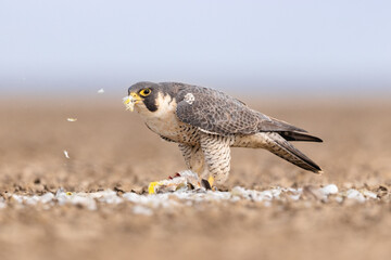 Peregrine falcon with kill 