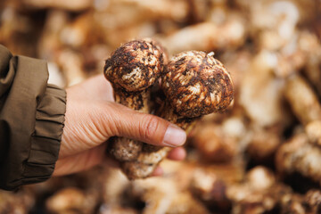Wild Tricholoma matsutake mushroom in China