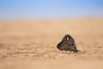 Eurasian Hobby Raptor