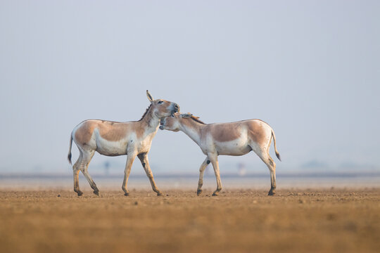 Asiatic Wildass At Kutch Desert 
