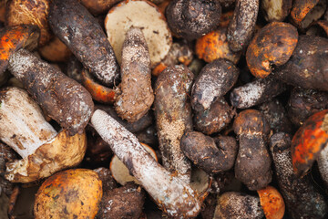 Picked wild Porcini edible mushroom