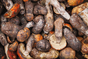Picked wild Porcini edible mushroom
