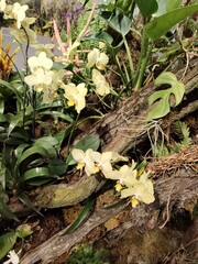 White orchids blooming on tree bark in a lush arrangement and copy space