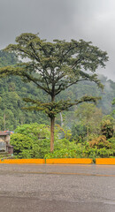 Tall tree in tropical rainforest with misty mountain background on cloudy day