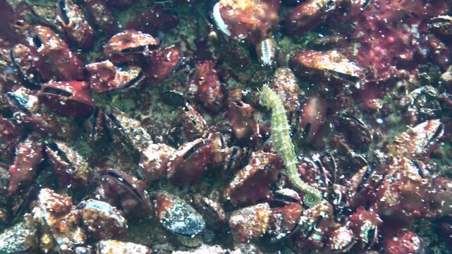 Long-snouted Seahorse Hippocampus hippocampus slowly swims along the mollusk fouling Mussel Mytilus galloprovincialis