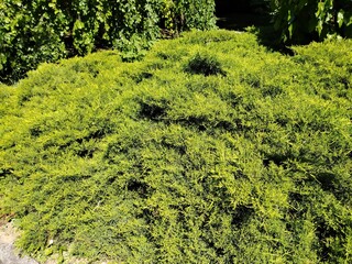 Juniper bush with lush green foliage in a sunny garden setting and copy space