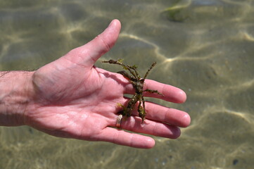 Royan - phare de Cordouan