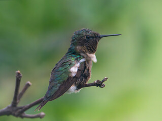 Fototapeta premium Ruby-throated hummingbird perched on branch