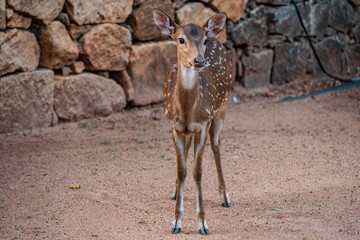 deer in Mihintale, sri lanka