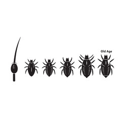 Vector silhouette of the life cycle of a louse