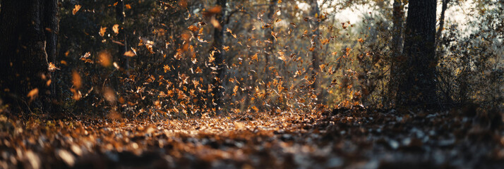 Obraz premium Golden leaves dance in the air as they fall in a serene forest setting during autumn. Sunlight filters through the trees, creating a warm, enchanting atmosphere, banner