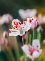 macro pink and white flowers