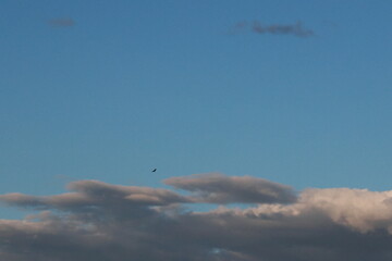 Sunset Flight