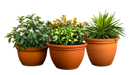 Three potted plants with distinct foliage in terracotta containers