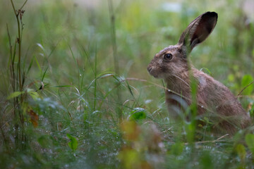 Young european hare in grass © ukasz