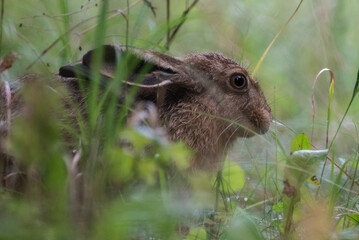 Young european hare in grass © ukasz