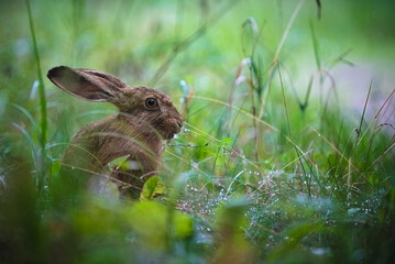 Young european hare in grass © ukasz