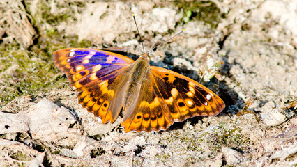 butterfly on the ground