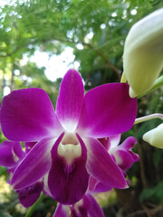 pink orchid flower