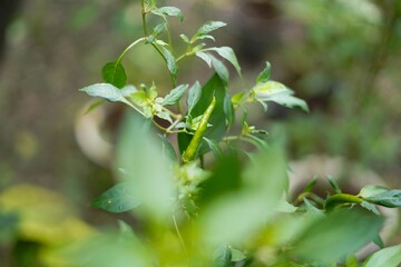 fresh green chili plant