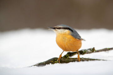 The Eurasian nuthatch or wood nuthatch (Sitta europaea) searching for food in the forest in the Netherlands 