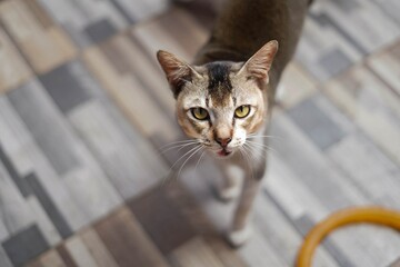 portrait of a cat