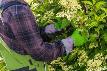 Gardening in Spring With Focus on Pruning Flowering Shrubs