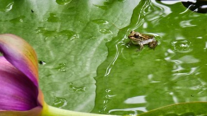 Frog on Lotus Leaf with Purple Bud, 연잎 위의 개구리와 보라색 연꽃 봉오리