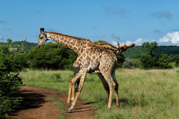 Giraffes having a fight  in the green season in Munyawana Game Reserve in Kwa Zulu Natal close to Mkuze and Hluhluwe in South Africa