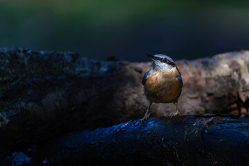 The Eurasian nuthatch or wood nuthatch (Sitta europaea) searching for food in the forest in the Netherlands 