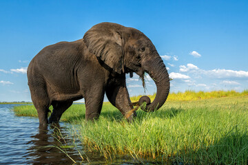 Close encounter with bull elephants from a boat. African elephant eating and bathing at the Chobe River between Botswana and Namibia in the green season.