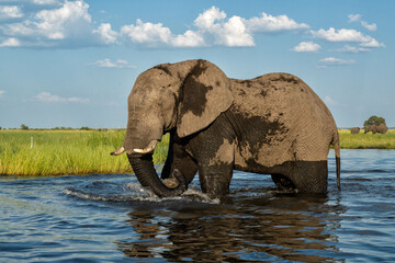 Close encounter with bull elephants from a boat. African elephant eating and bathing at the Chobe River between Botswana and Namibia in the green season.