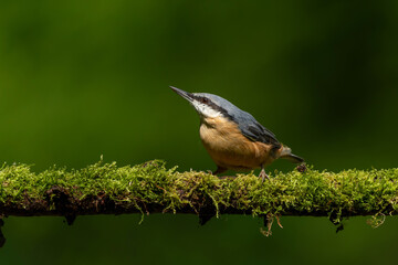 The Eurasian nuthatch or wood nuthatch (Sitta europaea) searching for food in the forest in the Netherlands 