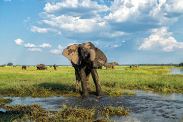 Close encounter with bull elephants from a boat. African elephant eating and bathing at the Chobe River between Botswana and Namibia in the green season.