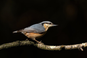 The Eurasian nuthatch or wood nuthatch (Sitta europaea) searching for food in the forest in the Netherlands 