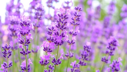 Obraz premium Purple lavender blossoms outdoor garden