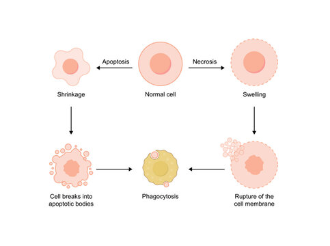 Apoptosis, programmed cell death. Necrosis, pathologic cell death. Vector illustration.